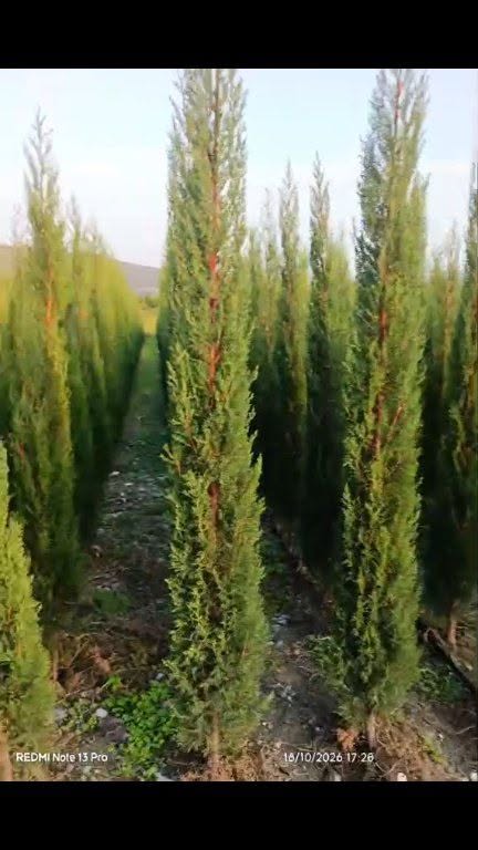 Squirrels are sold at Variketi farm for 10₾