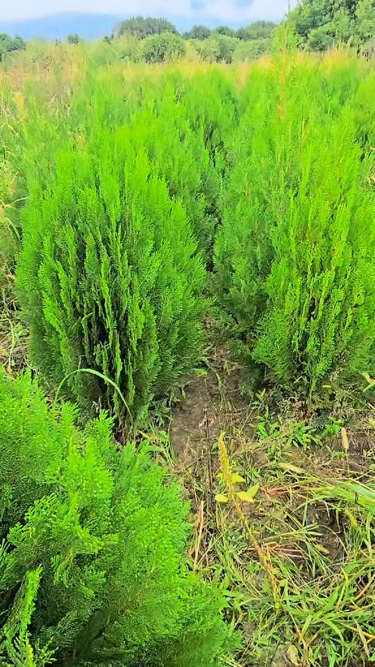 🌲 En iyi fidanları bağlantılı olarak bize ulaştırın ve teslim edin.