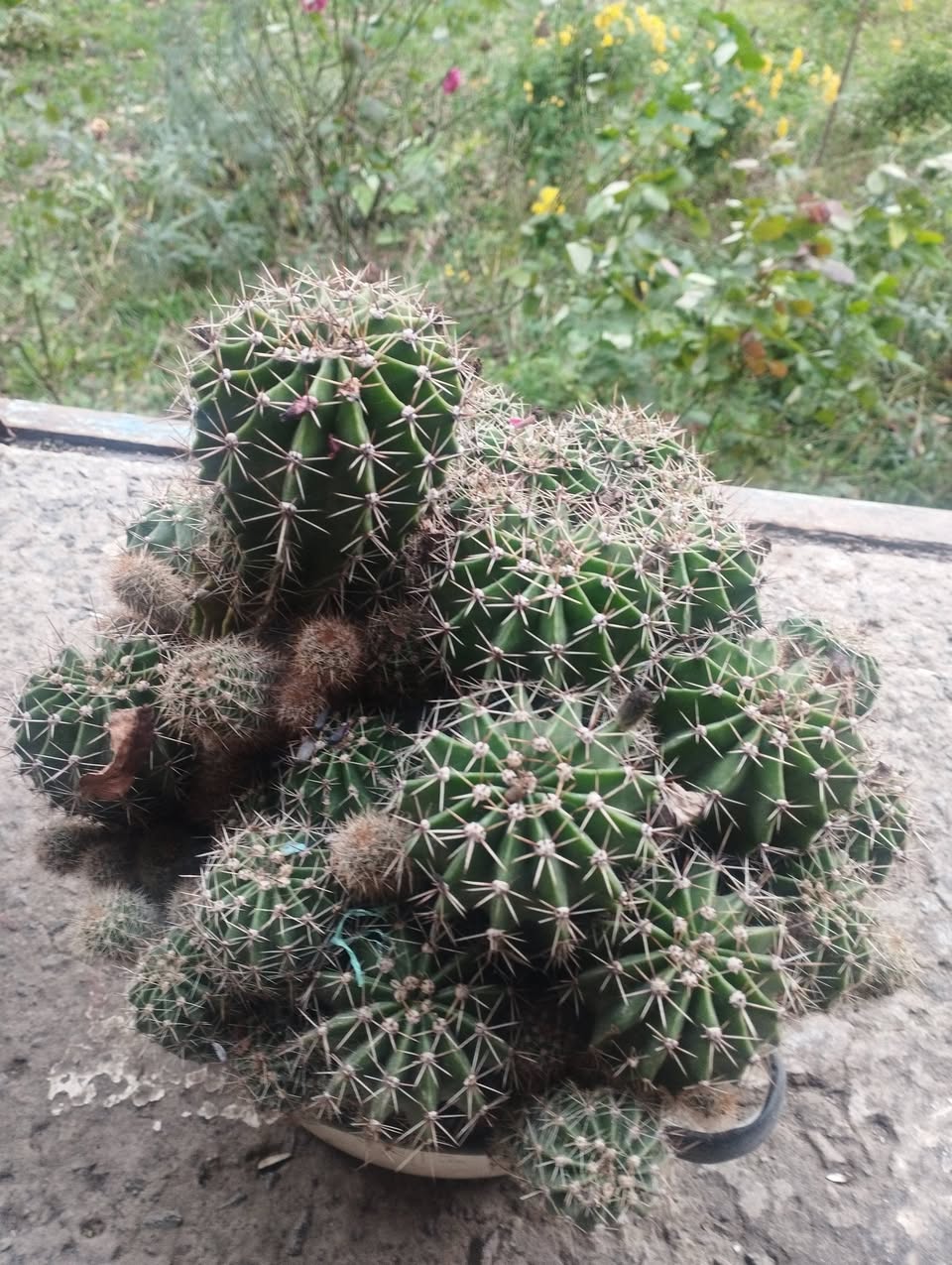 Indoor cacti plants for sale