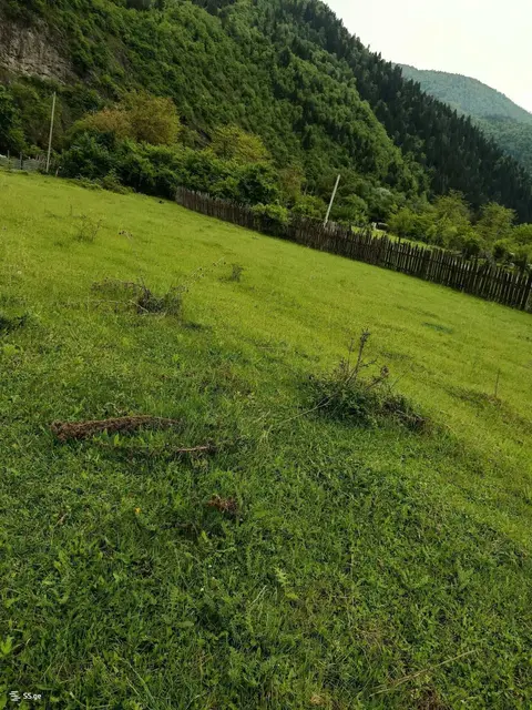 Torpaq sahəsi, Borjomi