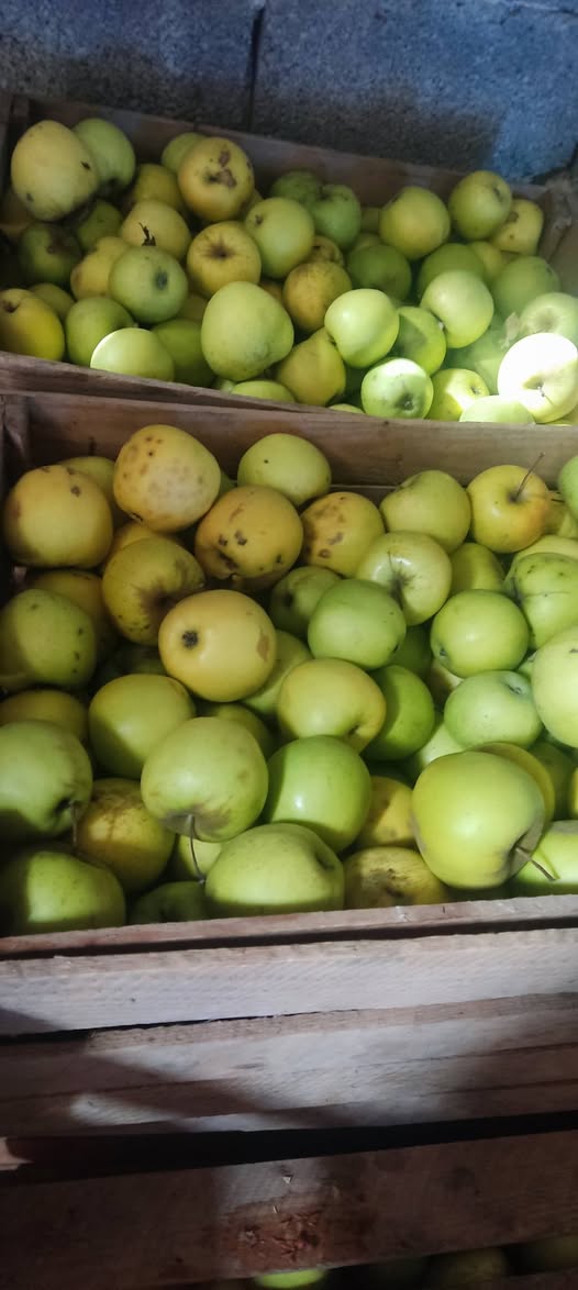 Alma satılır,vətəni Qolden 0.50 ağ, yaxşı keyfiyyət 0.70 — 0.5₾