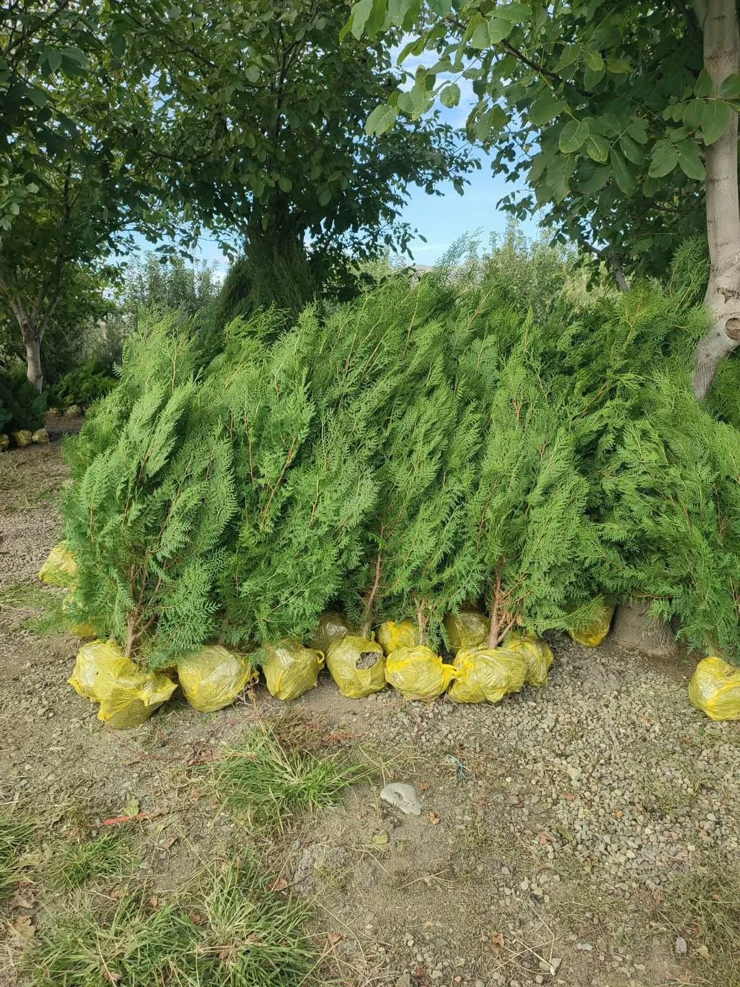 Bring and plant the seedlings