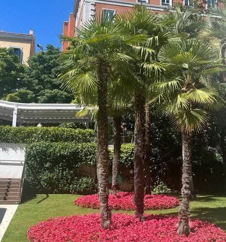 🌴 Trachycarpus fortunei – Mara palması — 250₾