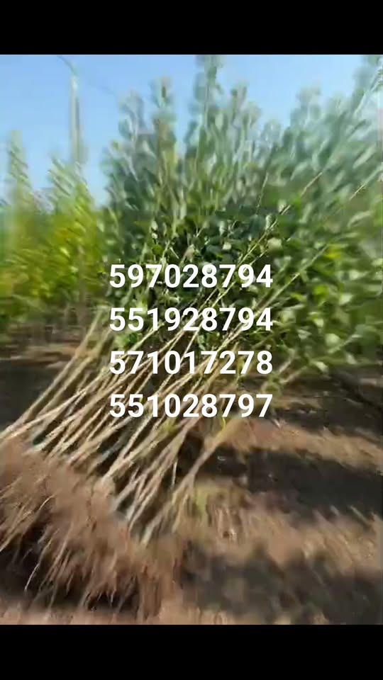 🌳🌱 Varケットilişinin tarımında satılır - meyvelerin
