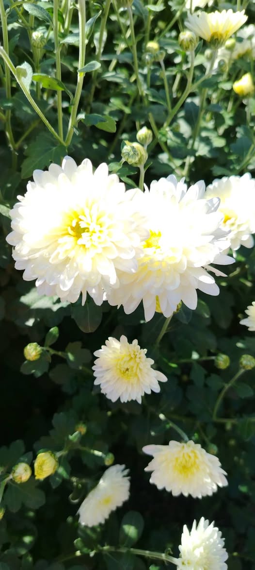 💐 ən gözəl xrizantem gülləri təklif edirik! 💐