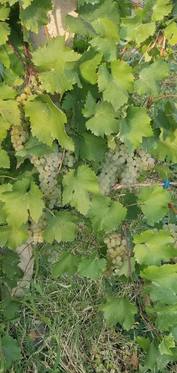 Թերիթորիա — 30,000$