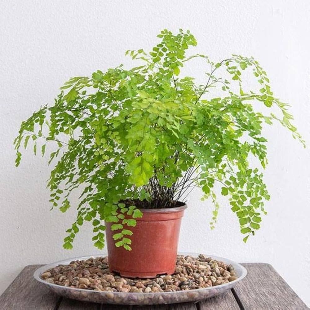 Adiantum 17 azn